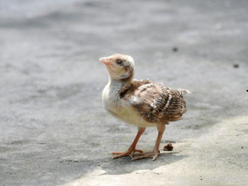 娱乐吃瓜小八哥是谁啊,网络红人的崛起之路